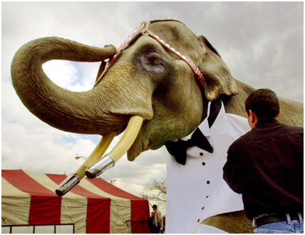 Bo, an Asian elephant with the Ringling Brothers Barnum and Bailey Circus, is fitted with a tux in Philadelphia, Pennsylvania on Tuesday, April 17, 2001.