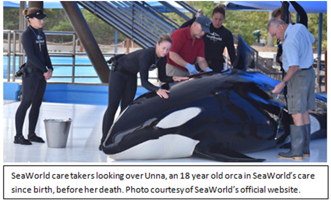 SeaWorld to end killer whale captivity