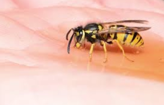 Wasps aren’t as dangerous as you may think. They often mind their own business and only attack humans when threatened.